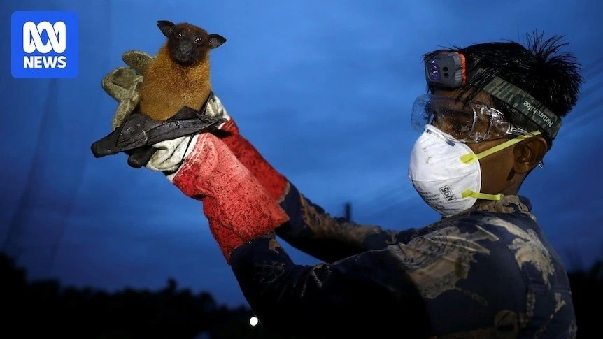 Nhật Bản thử nghiệm vaccine Nipah ngăn chặn virus tử thần có tỷ lệ tử vong tới 75 % - Ảnh 2. Nhật Bản thử nghiệm vaccine Nipah ngăn chặn virus tử thần có tỷ lệ tử vong tới 75 % - Ảnh 2.