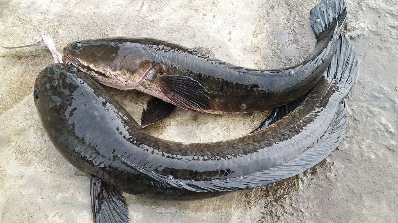 3 loại cá giàu omega-3 không thua kém cá hồi, chợ Việt bán đầy nhưng chỉ dân sành mới biết để mua - Ảnh 2.