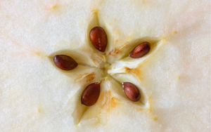 Loại quả là “báu vật" ngày Tết, đi chợ thấy bỏ qua quá phí - Ảnh 5.