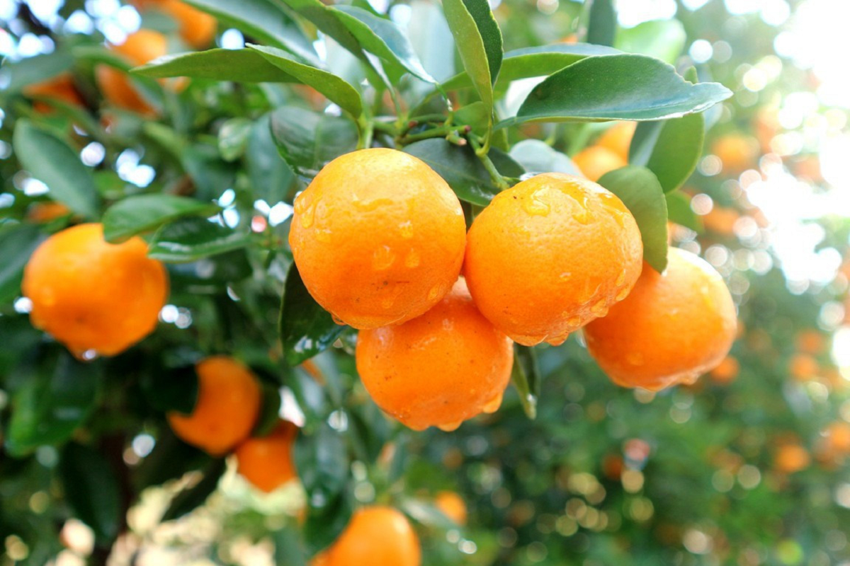 Loại quả là “báu vật" ngày Tết, đi chợ thấy bỏ qua quá phí - Ảnh 2.