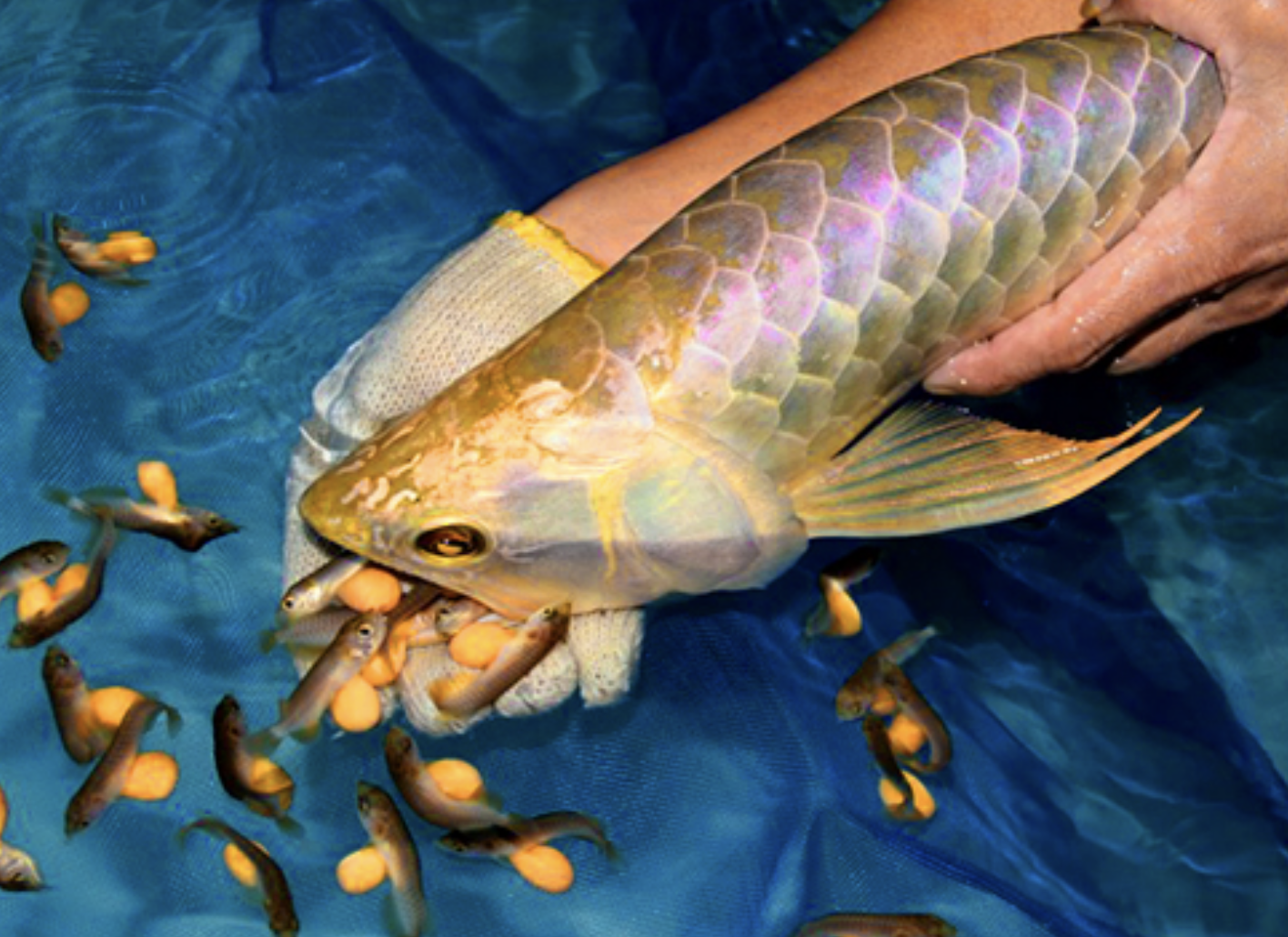 Ăn trứng cá rồng, 13 người nhập viện nghi ngộ độc - Ảnh 1.