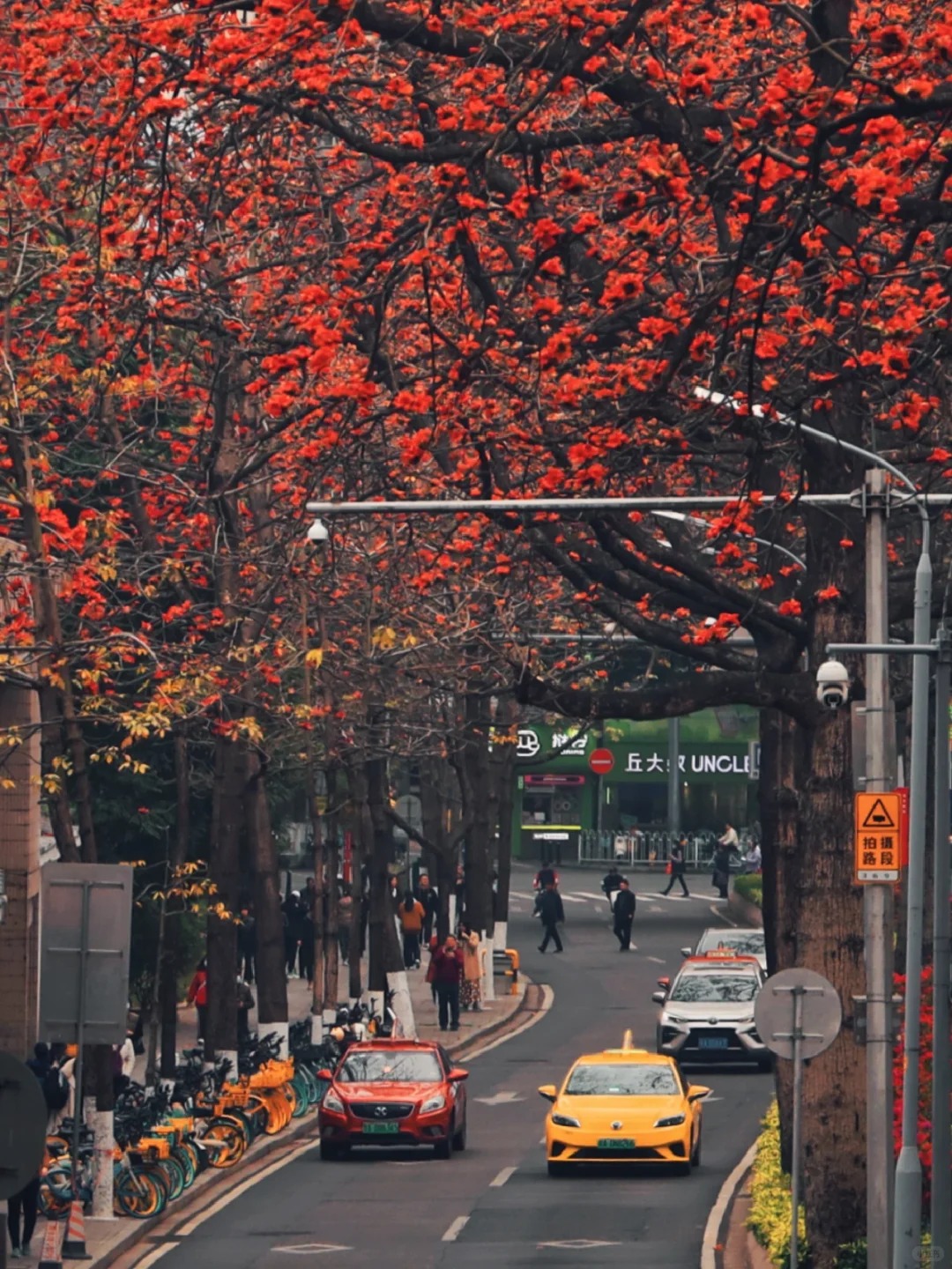 Vì sao hoa gạo không nên trồng sát nhà và cắm làm cảnh? - Ảnh 22.