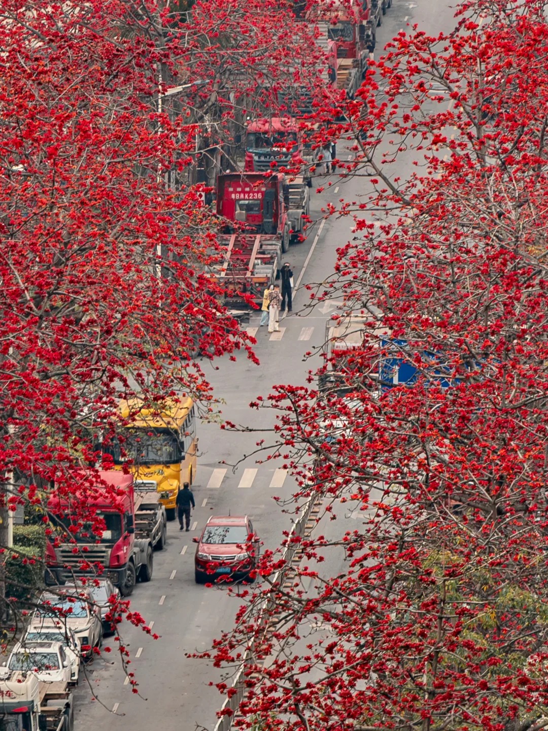 Vì sao hoa gạo không nên trồng sát nhà và cắm làm cảnh? - Ảnh 24.