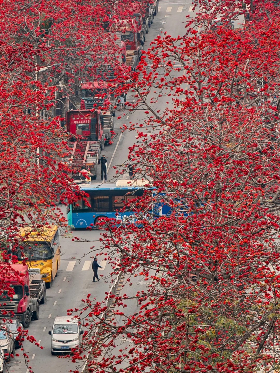 Vì sao hoa gạo không nên trồng sát nhà và cắm làm cảnh? - Ảnh 13.
