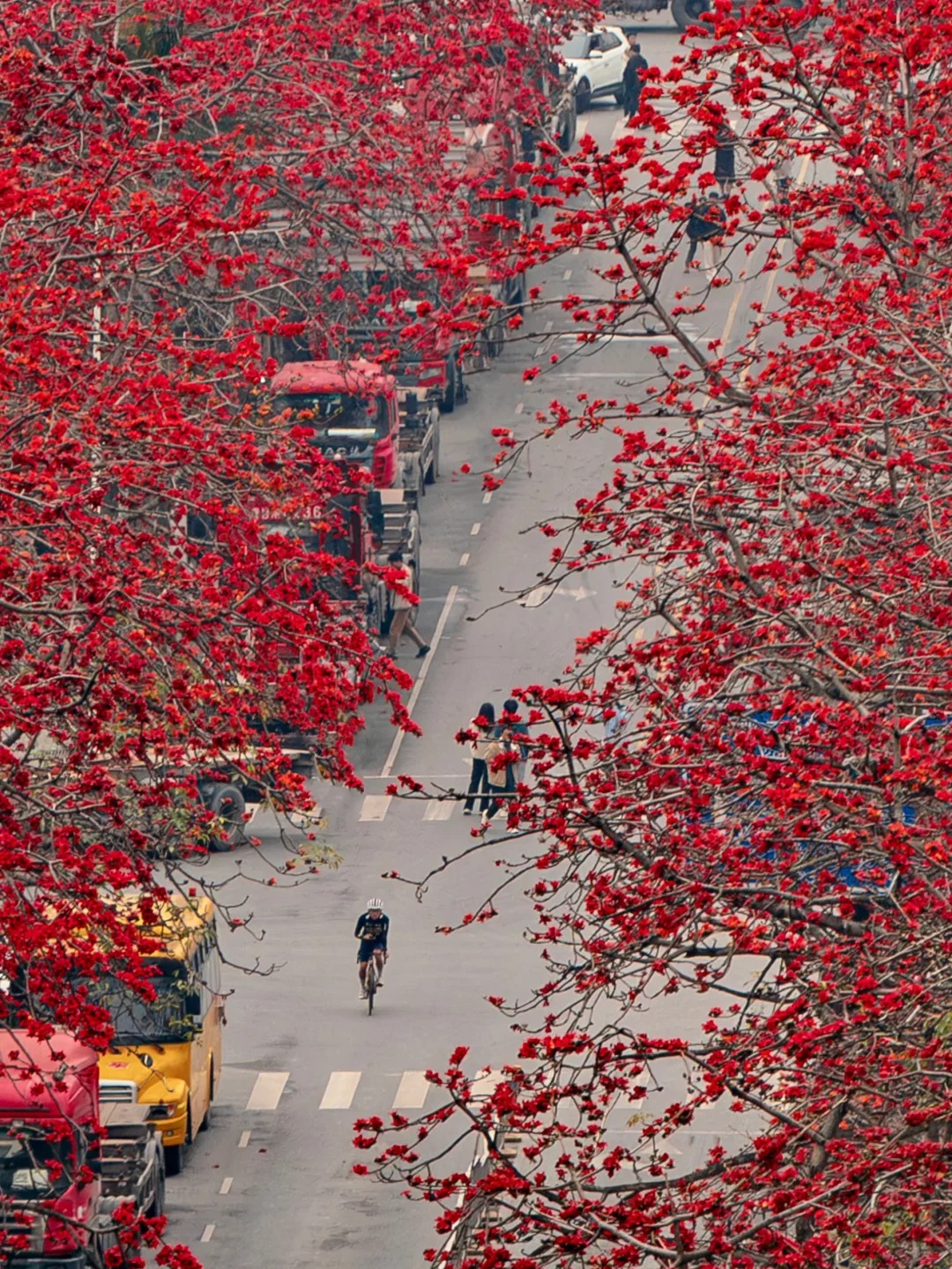 Vì sao hoa gạo không nên trồng sát nhà và cắm làm cảnh? - Ảnh 14.