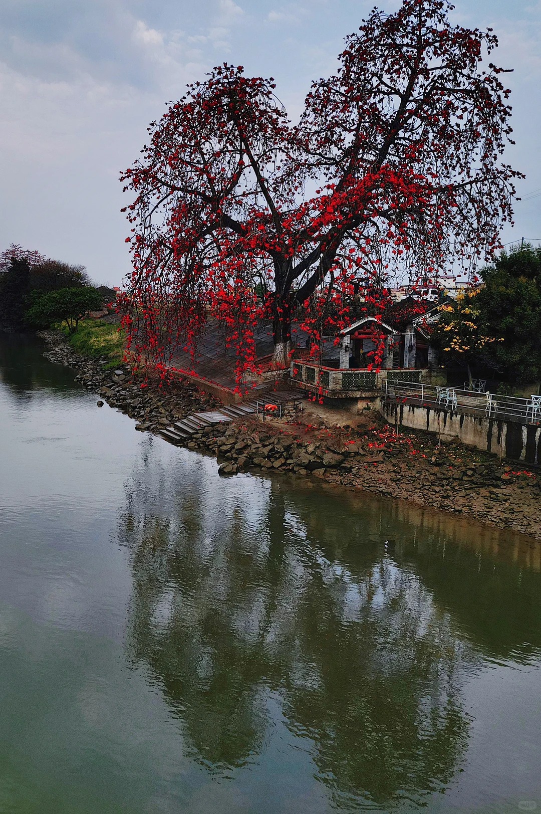 Vì sao hoa gạo không nên trồng sát nhà và cắm làm cảnh? - Ảnh 15.