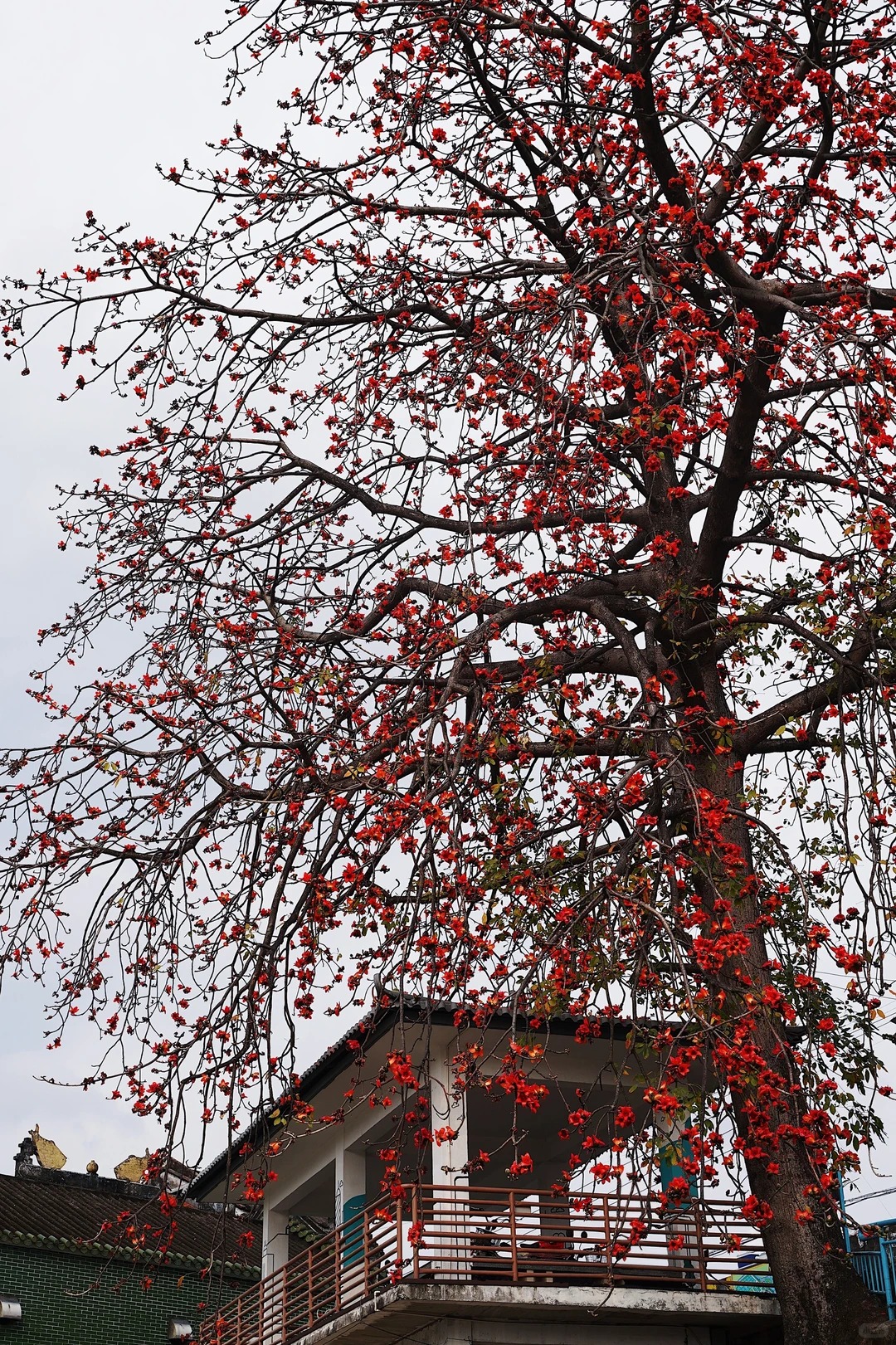 Vì sao hoa gạo không nên trồng sát nhà và cắm làm cảnh? - Ảnh 16.