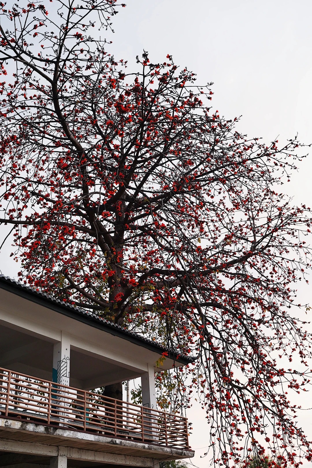 Vì sao hoa gạo không nên trồng sát nhà và cắm làm cảnh? - Ảnh 17.