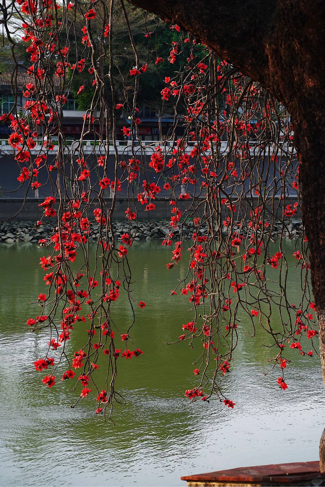 Vì sao hoa gạo không nên trồng sát nhà và cắm làm cảnh? - Ảnh 18.