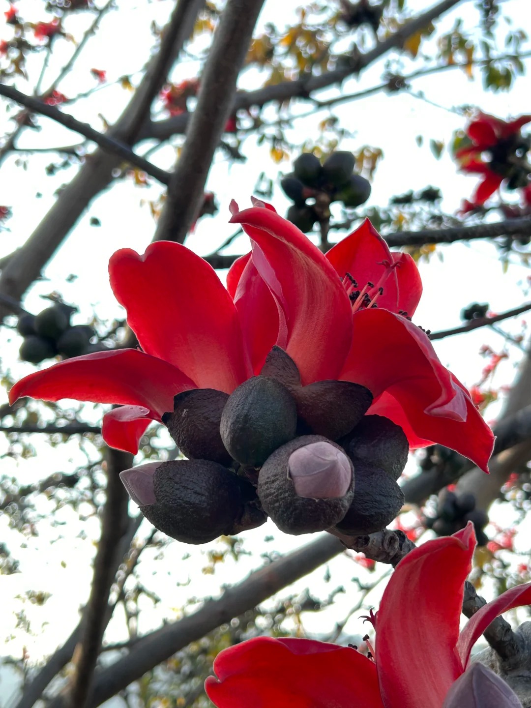 Vì sao hoa gạo không nên trồng sát nhà và cắm làm cảnh? - Ảnh 26.