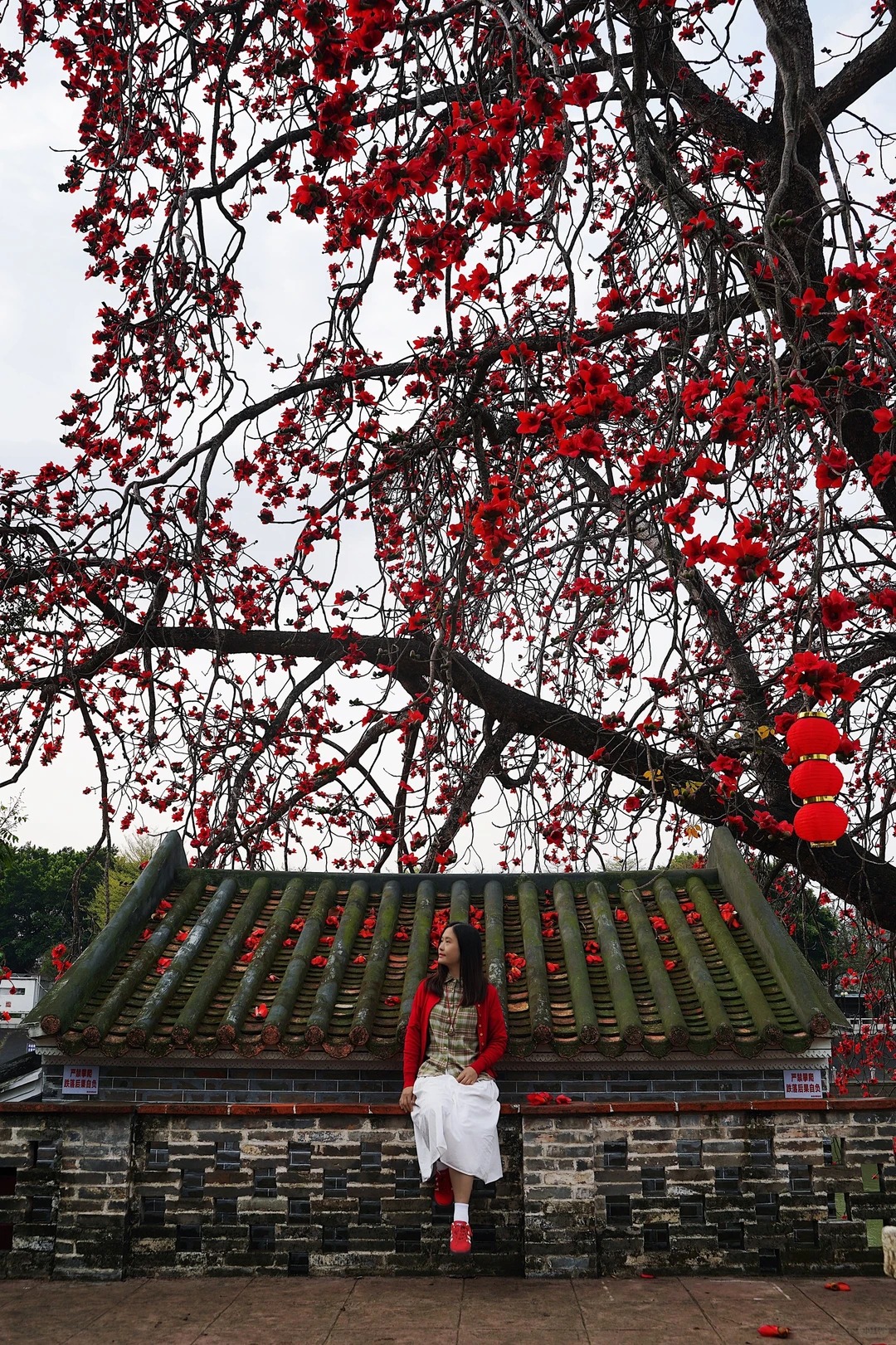 Vì sao hoa gạo không nên trồng sát nhà và cắm làm cảnh? - Ảnh 8.