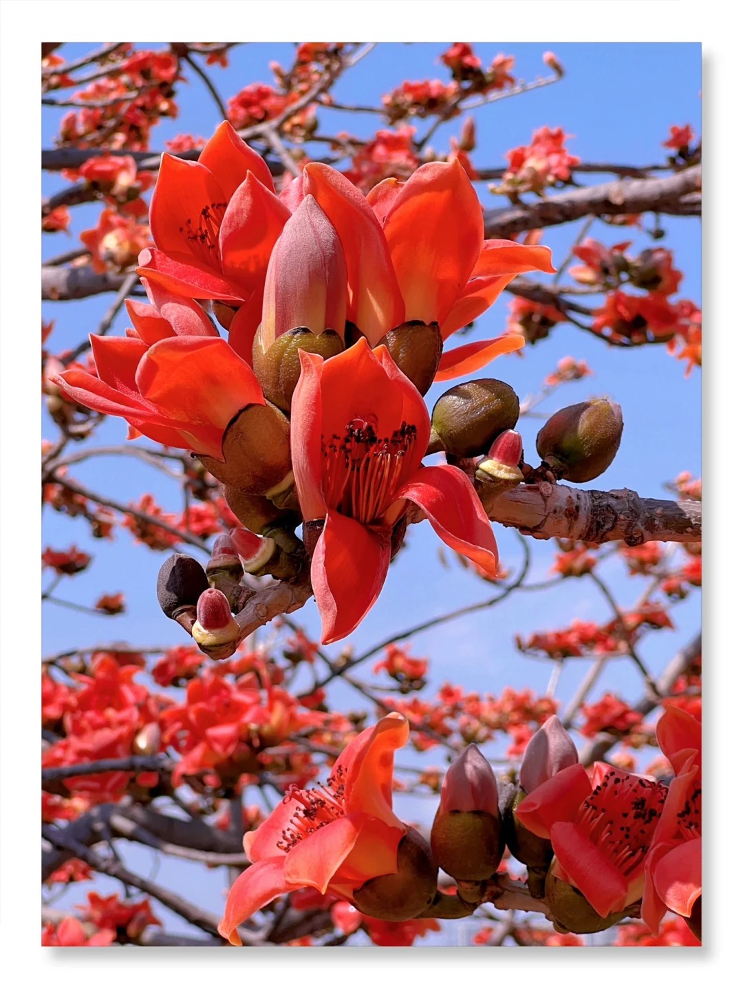 Vì sao hoa gạo không nên trồng sát nhà và cắm làm cảnh? - Ảnh 1.