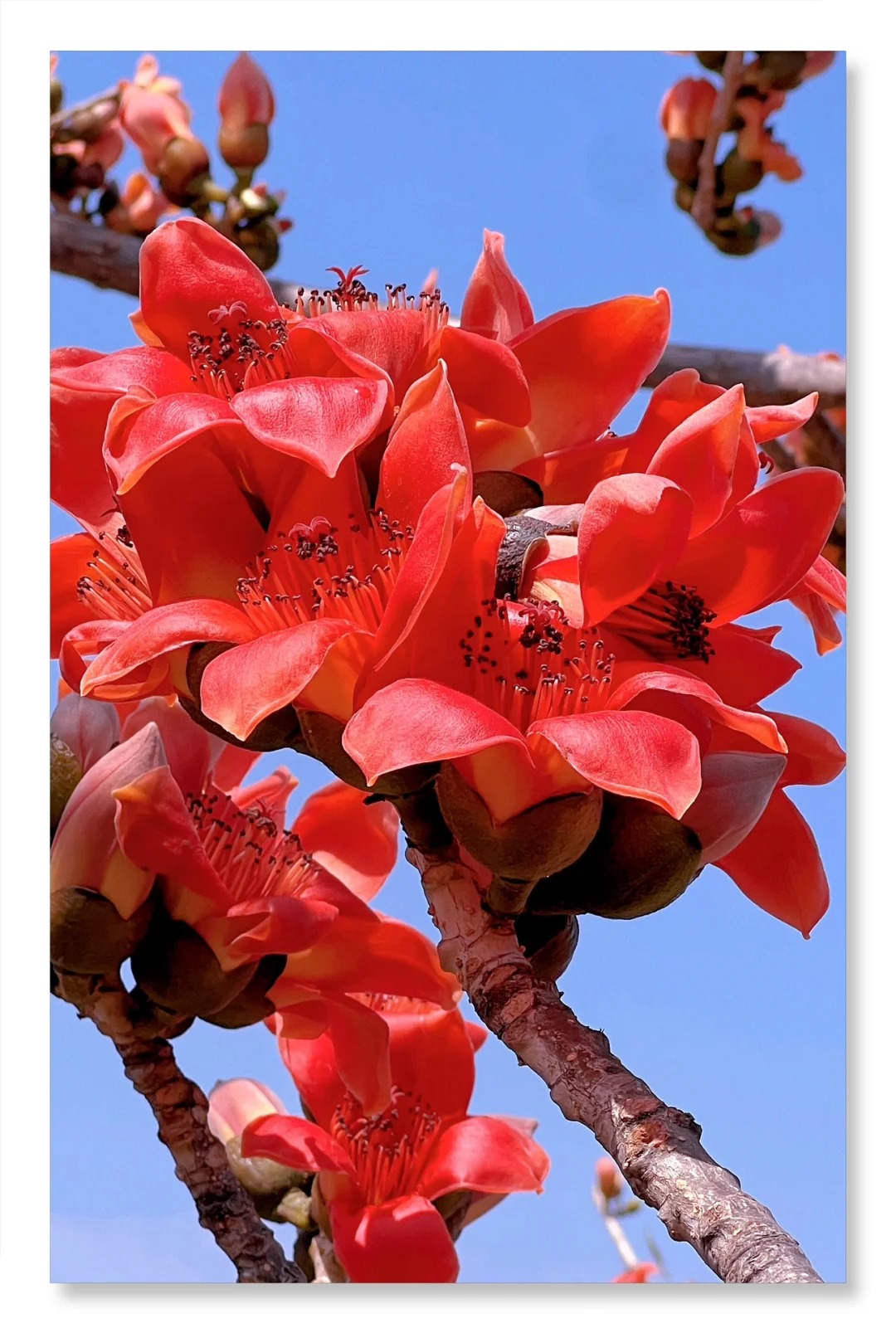 Vì sao hoa gạo không nên trồng sát nhà và cắm làm cảnh? - Ảnh 2.