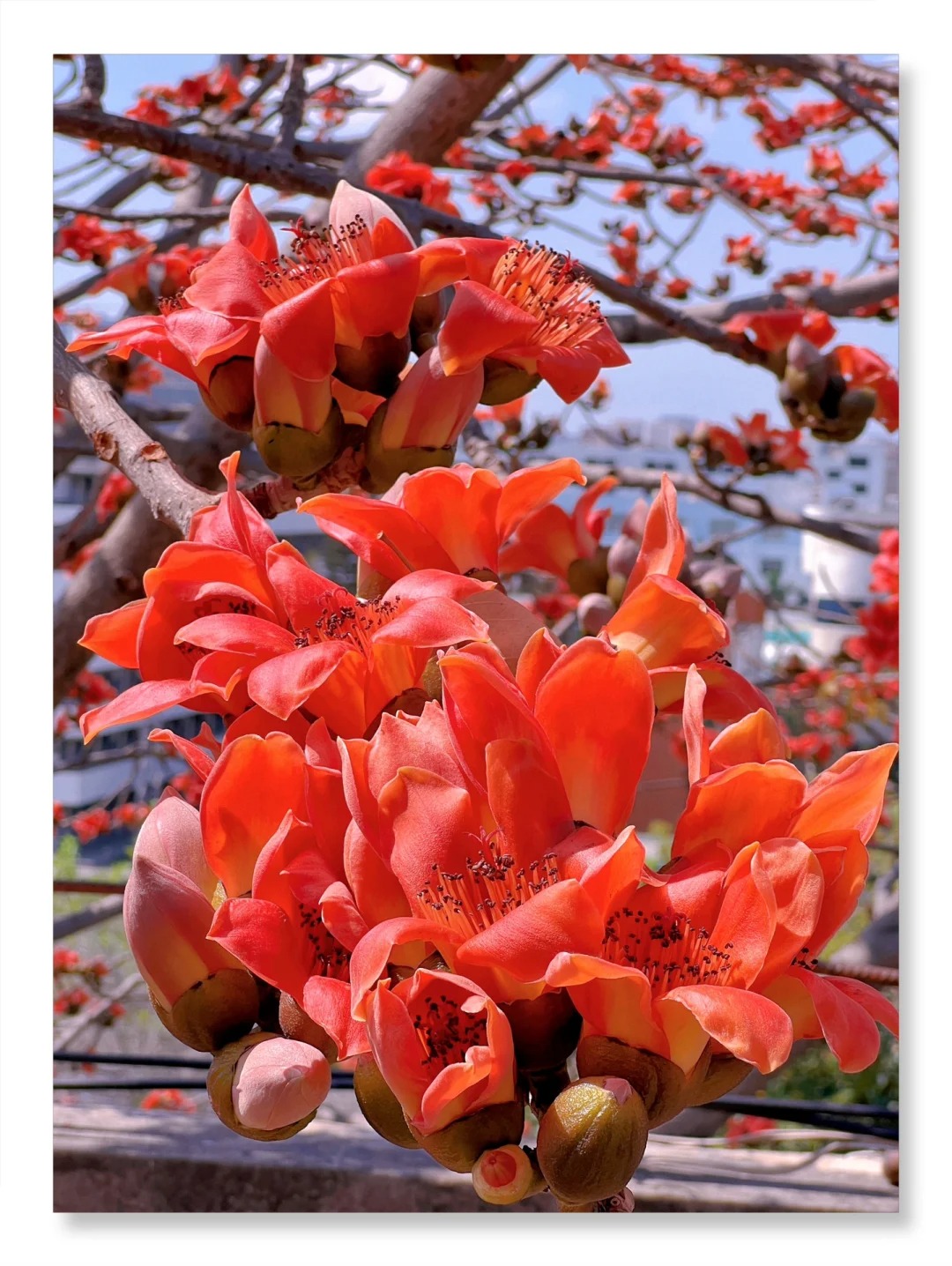 Vì sao hoa gạo không nên trồng sát nhà và cắm làm cảnh? - Ảnh 3.