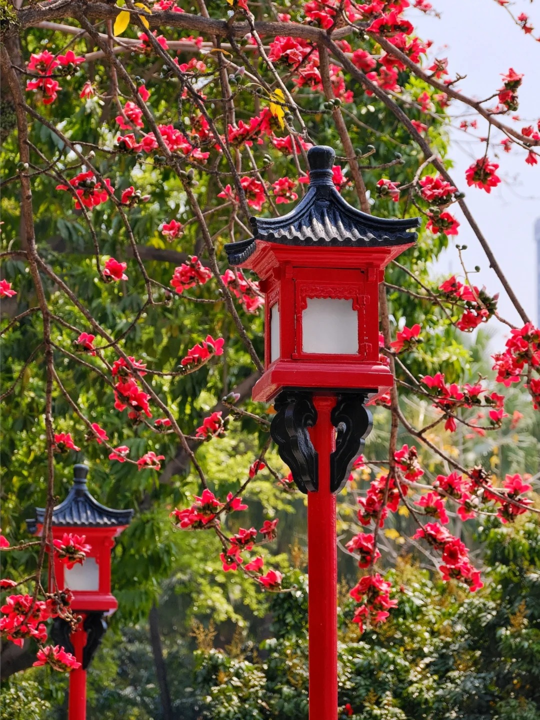 Vì sao hoa gạo không nên trồng sát nhà và cắm làm cảnh? - Ảnh 4.