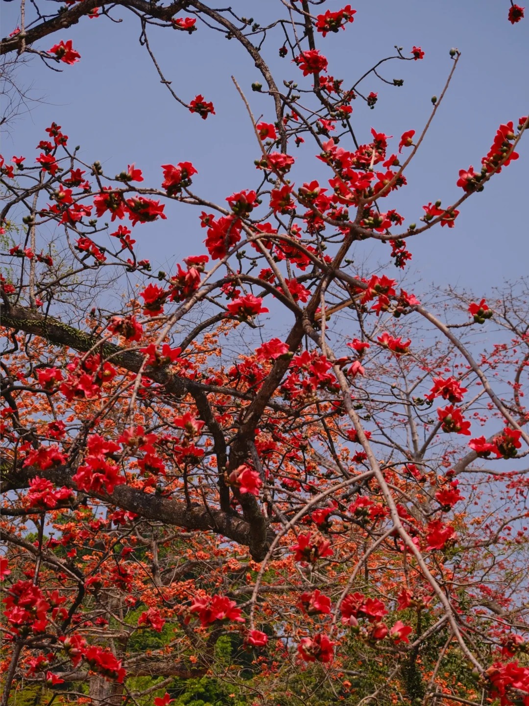 Vì sao hoa gạo không nên trồng sát nhà và cắm làm cảnh? - Ảnh 10.