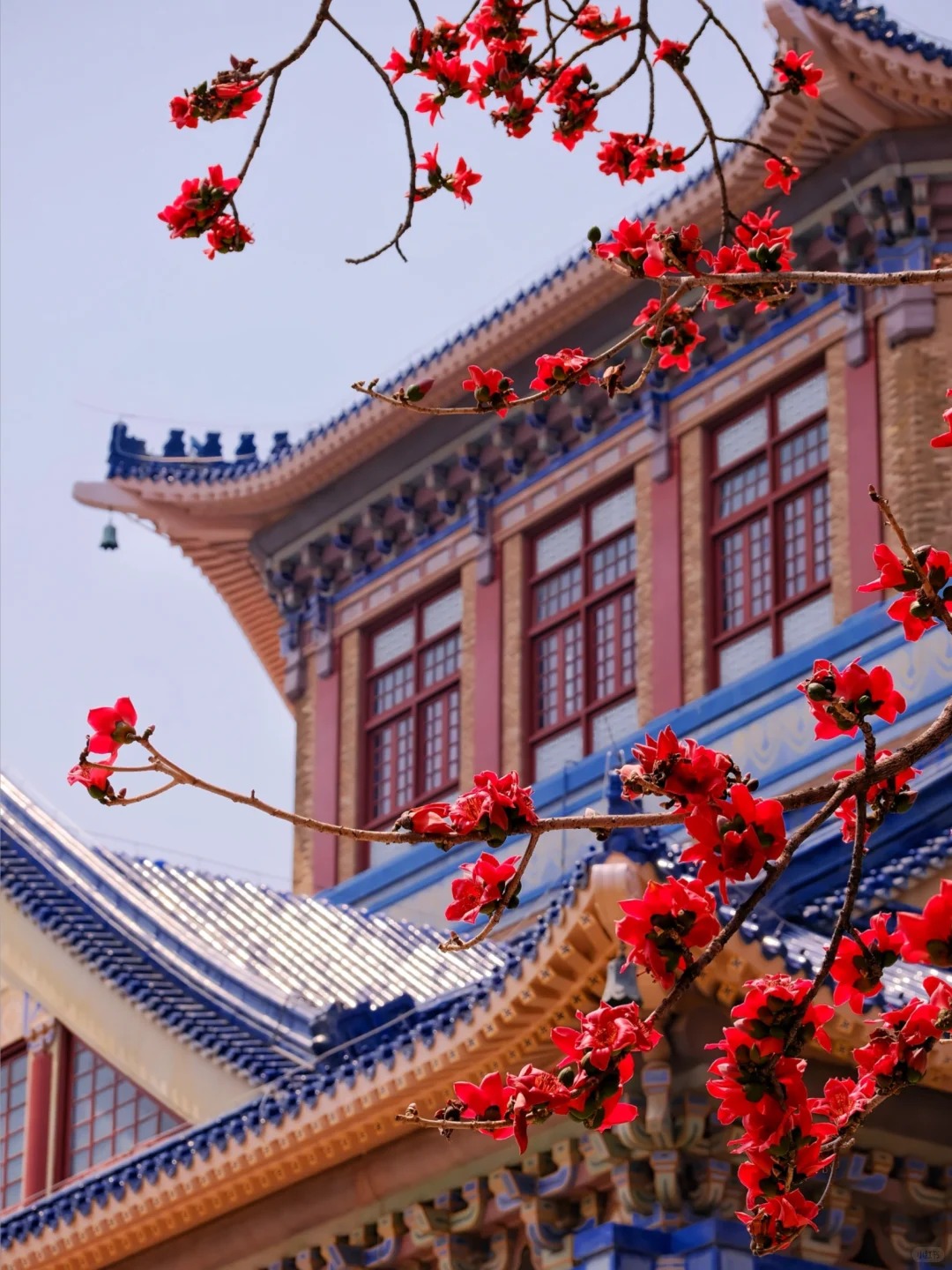 Vì sao hoa gạo không nên trồng sát nhà và cắm làm cảnh? - Ảnh 11.