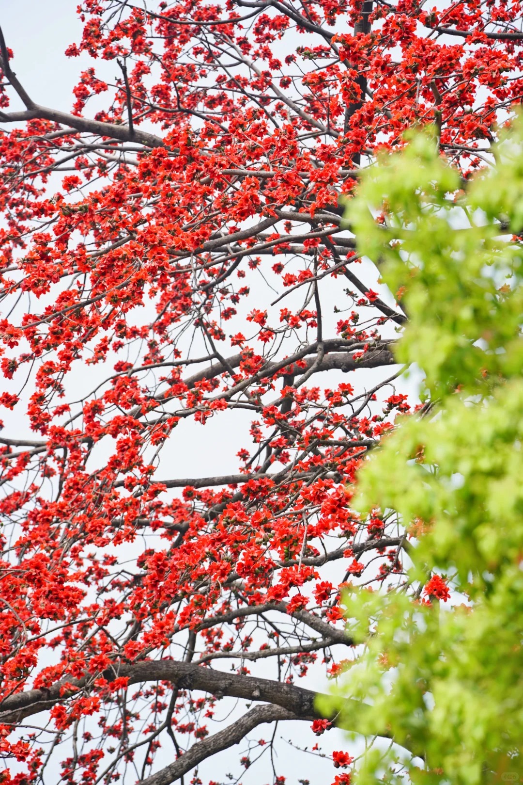 Vì sao hoa gạo không nên trồng sát nhà và cắm làm cảnh? - Ảnh 5.