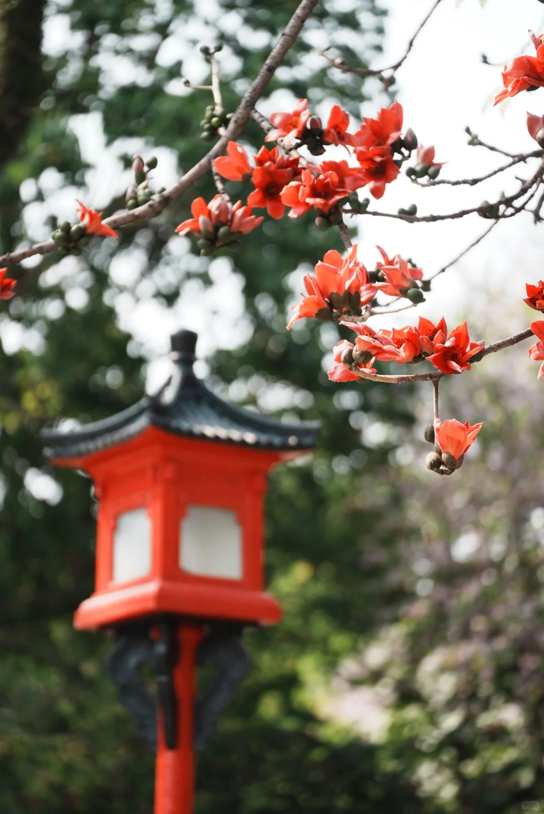 Vì sao hoa gạo không nên trồng sát nhà và cắm làm cảnh? - Ảnh 6.