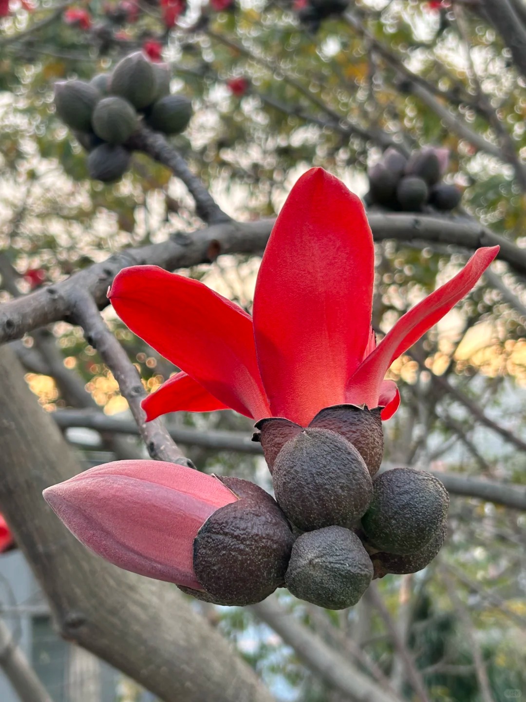 Vì sao hoa gạo không nên trồng sát nhà và cắm làm cảnh? - Ảnh 30.