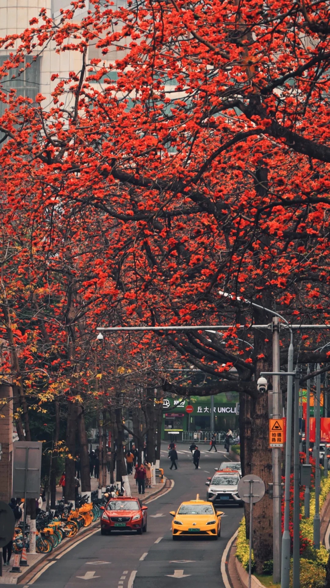 Vì sao hoa gạo không nên trồng sát nhà và cắm làm cảnh? - Ảnh 19.