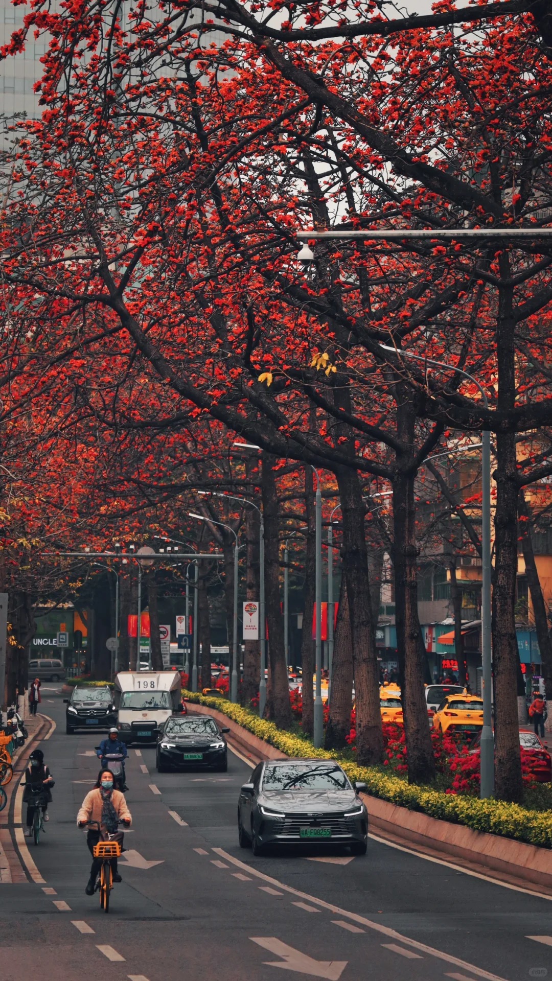 Vì sao hoa gạo không nên trồng sát nhà và cắm làm cảnh? - Ảnh 20.