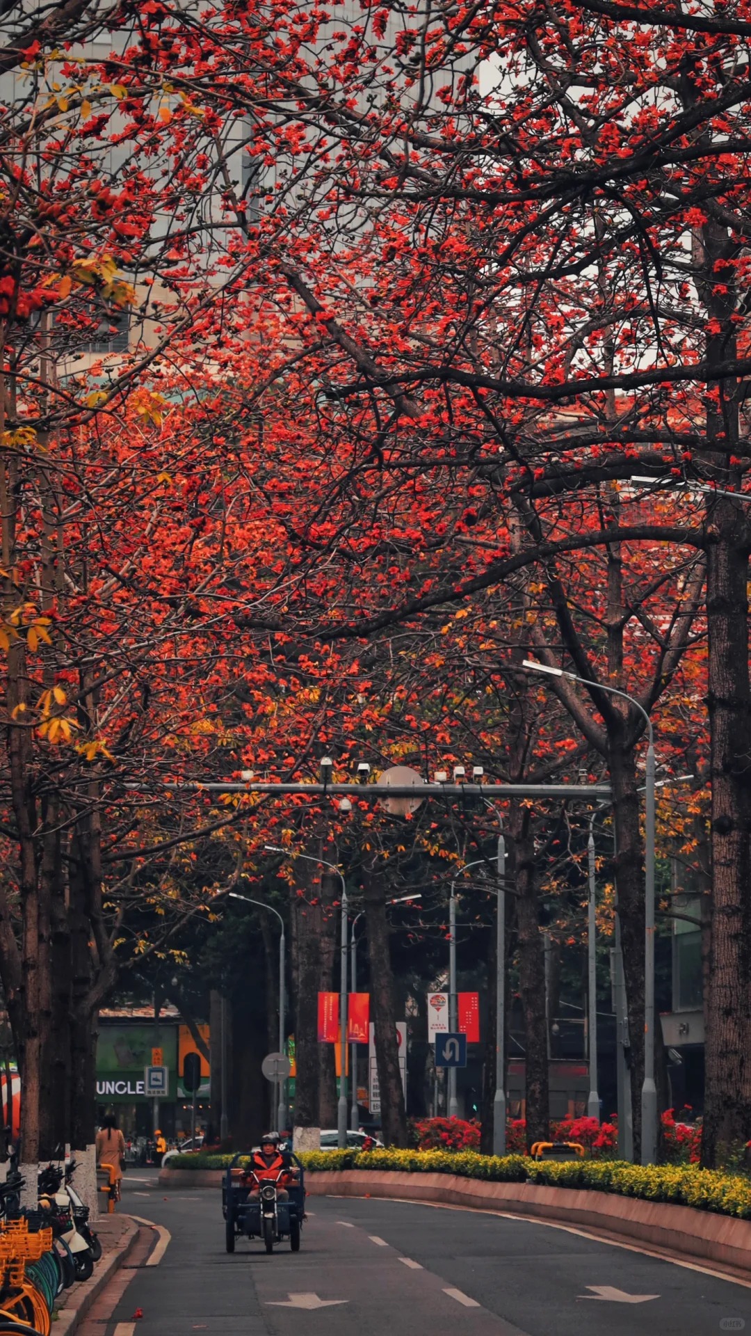 Vì sao hoa gạo không nên trồng sát nhà và cắm làm cảnh? - Ảnh 21.