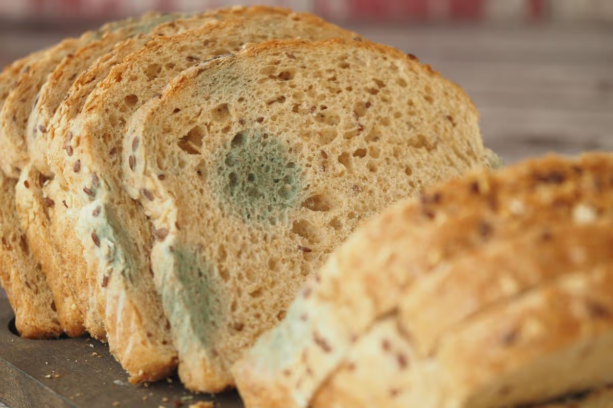 Ăn bánh mì mốc có sao không? 3 chuyên gia lên tiếng, câu trả lời khiến nhiều người rùng mình - Ảnh 1.