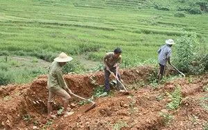 Đất nông nghiệp khai hoang năm 2025 có được công nhận quyền sử dụng hay không? - Ảnh 1.