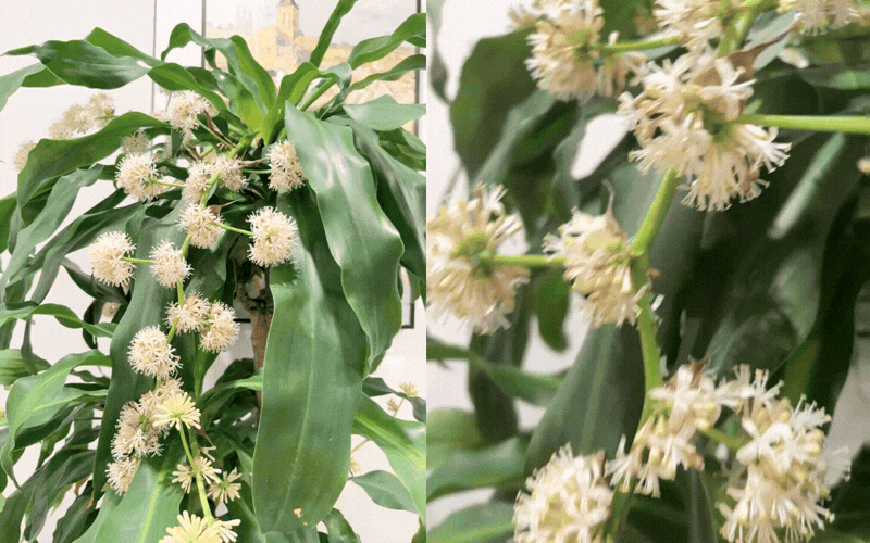 Cây thiết mộc lan nở hoa và 4 điềm báo hưng vượng cho gia chủ trong năm 2026 - Ảnh 1.