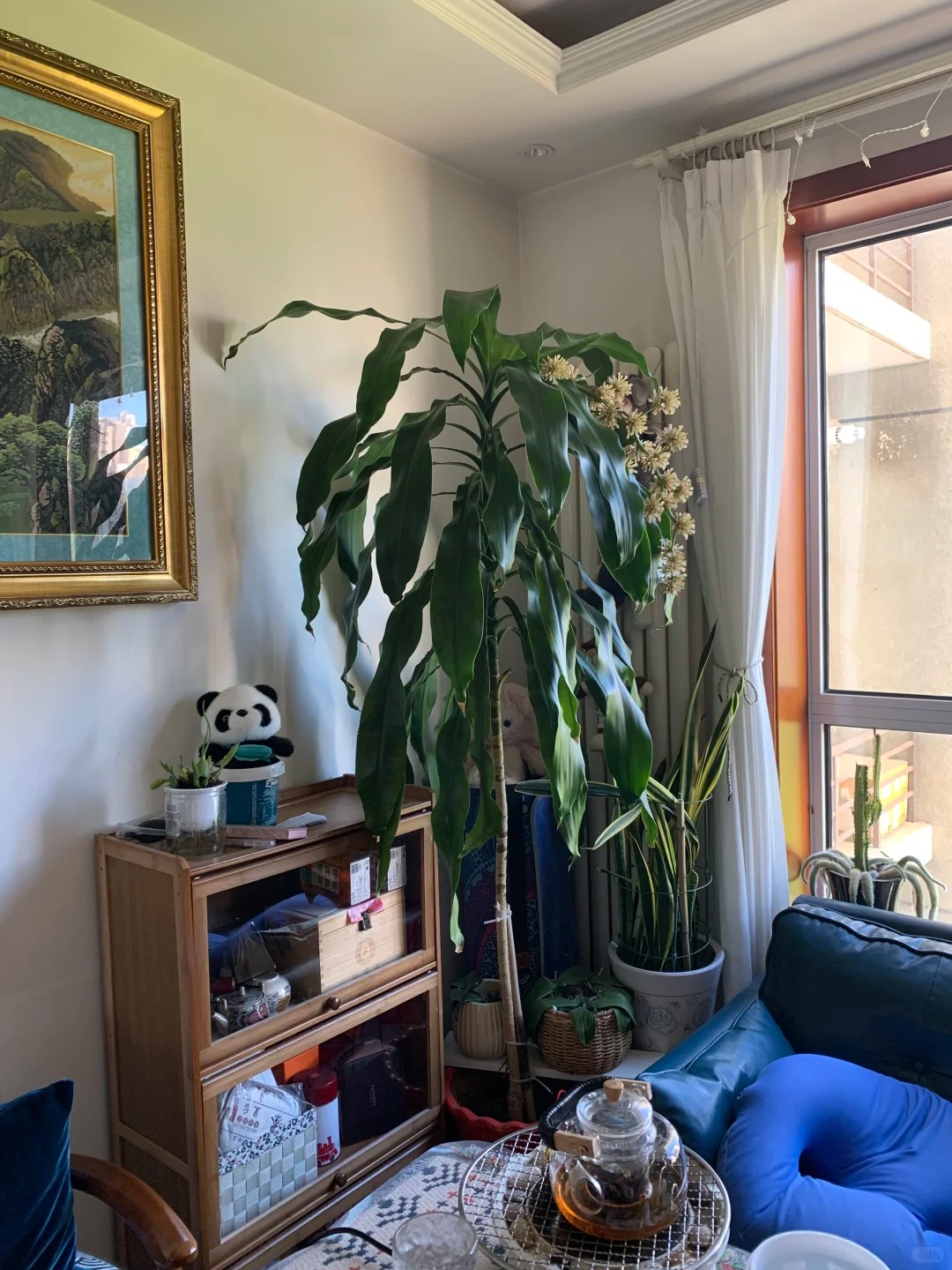 Cây thiết mộc lan nở hoa và 4 điềm báo hưng vượng cho gia chủ trong năm 2026 - Ảnh 9.