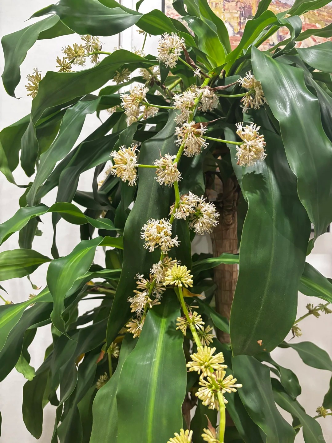 Cây thiết mộc lan nở hoa và 4 điềm báo hưng vượng cho gia chủ trong năm 2026 - Ảnh 4.