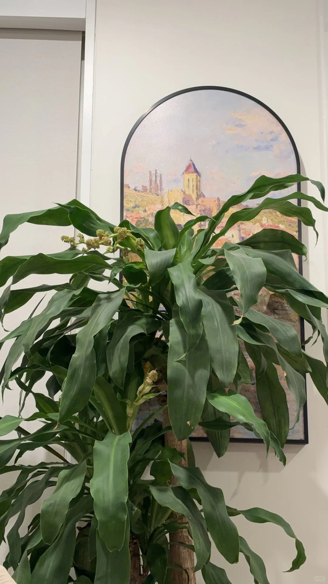 Cây thiết mộc lan nở hoa và 4 điềm báo hưng vượng cho gia chủ trong năm 2026 - Ảnh 5.