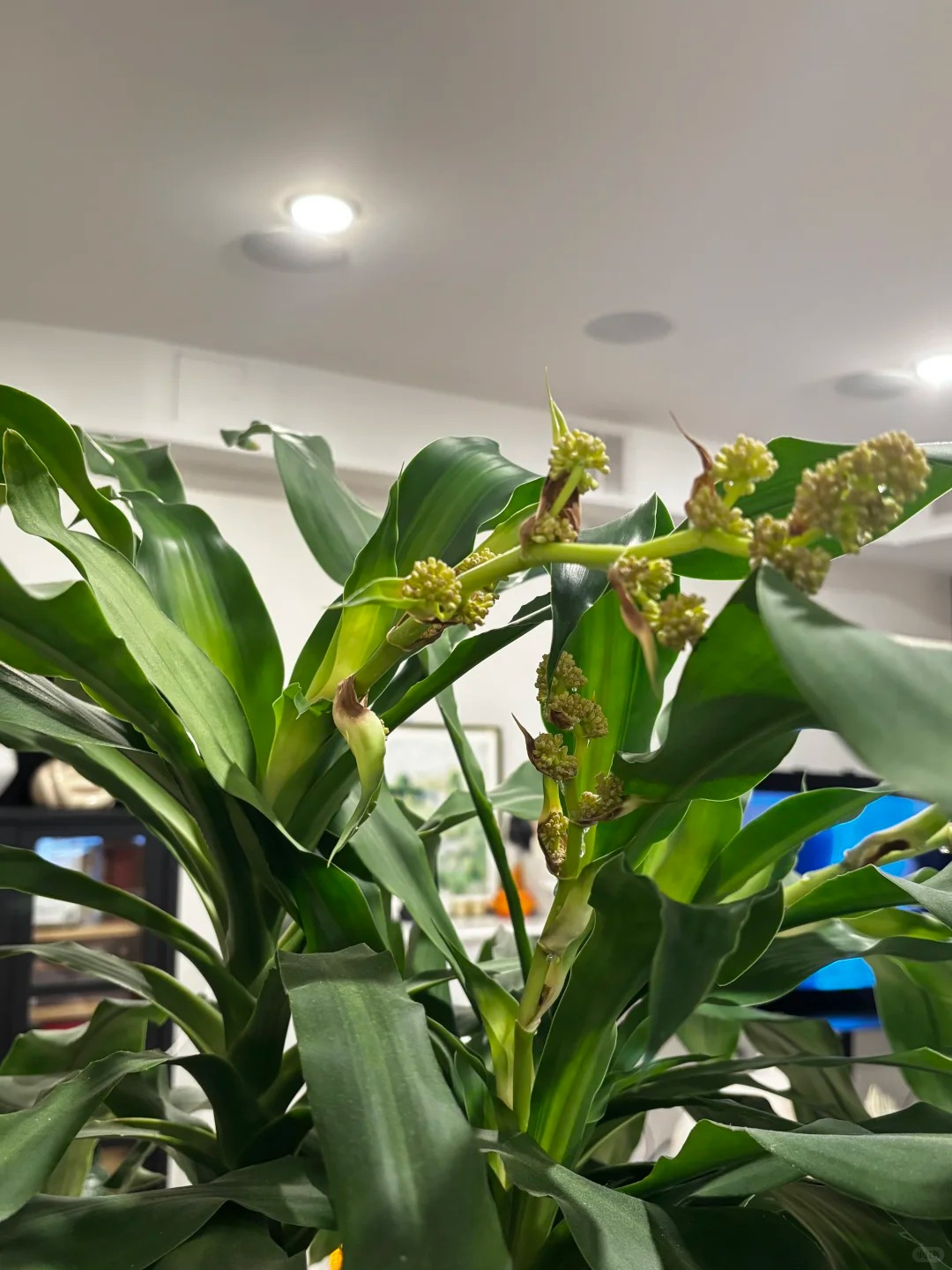 Cây thiết mộc lan nở hoa và 4 điềm báo hưng vượng cho gia chủ trong năm 2026 - Ảnh 6.