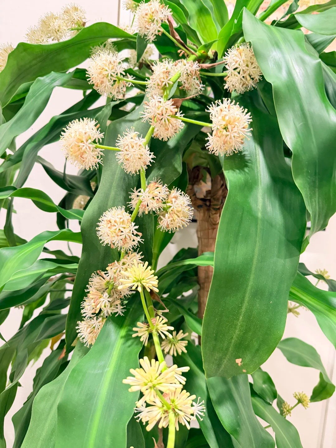 Cây thiết mộc lan nở hoa và 4 điềm báo hưng vượng cho gia chủ trong năm 2026 - Ảnh 7.