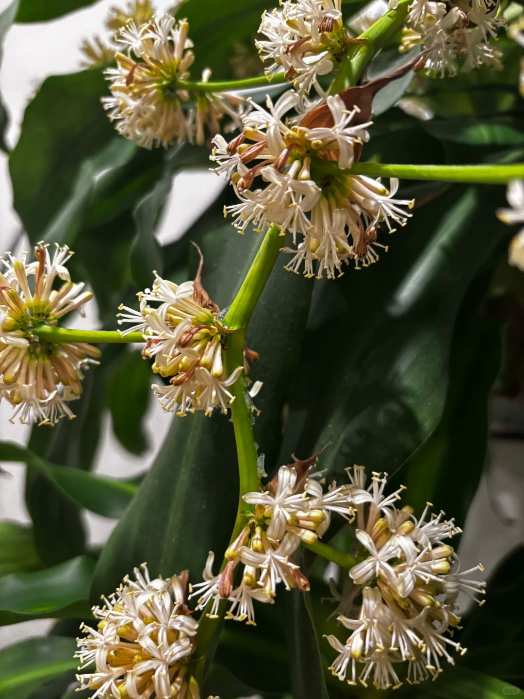 Cây thiết mộc lan nở hoa và 4 điềm báo hưng vượng cho gia chủ trong năm 2026 - Ảnh 12.