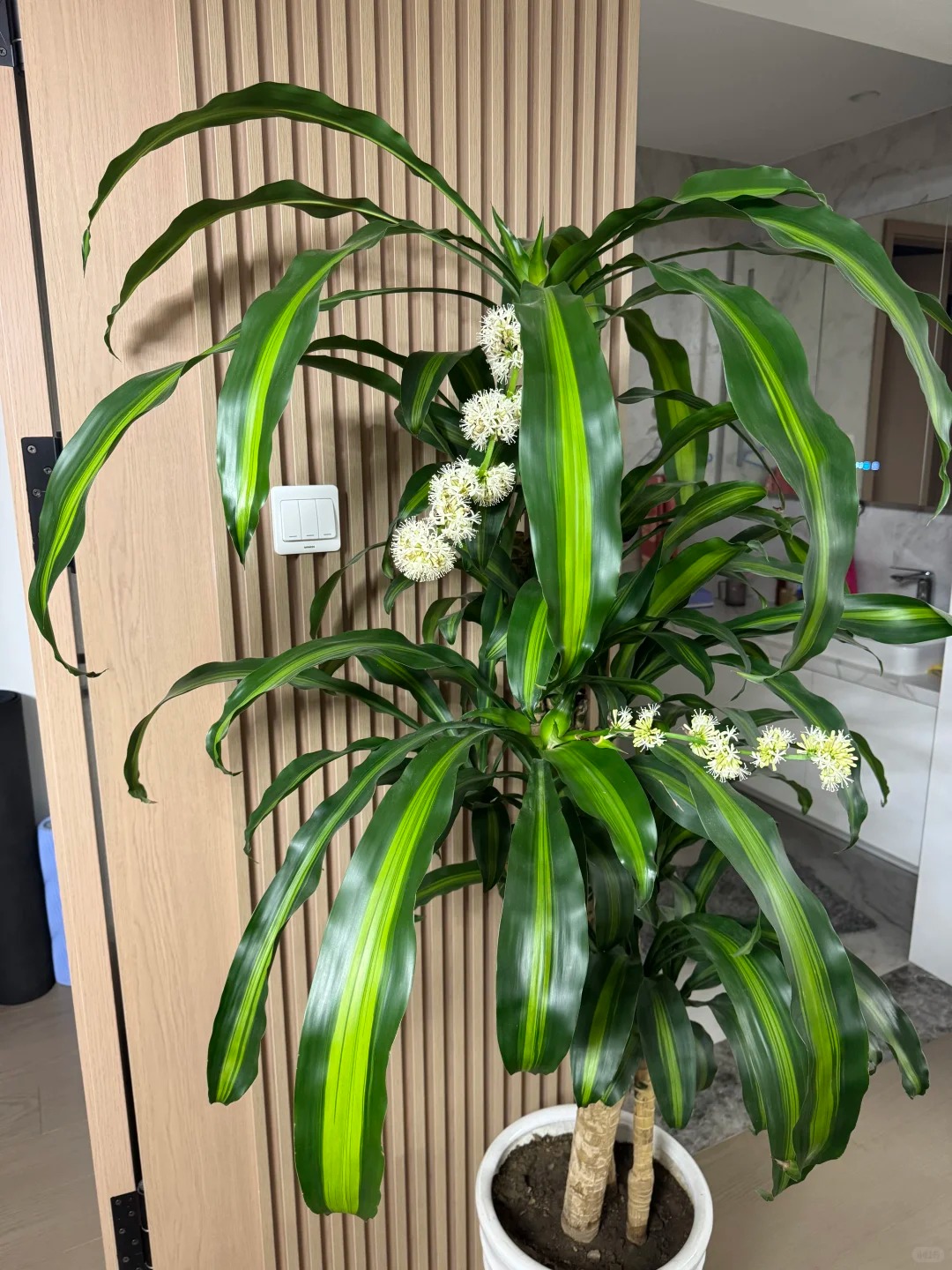 Cây thiết mộc lan nở hoa và 4 điềm báo hưng vượng cho gia chủ trong năm 2026 - Ảnh 10.