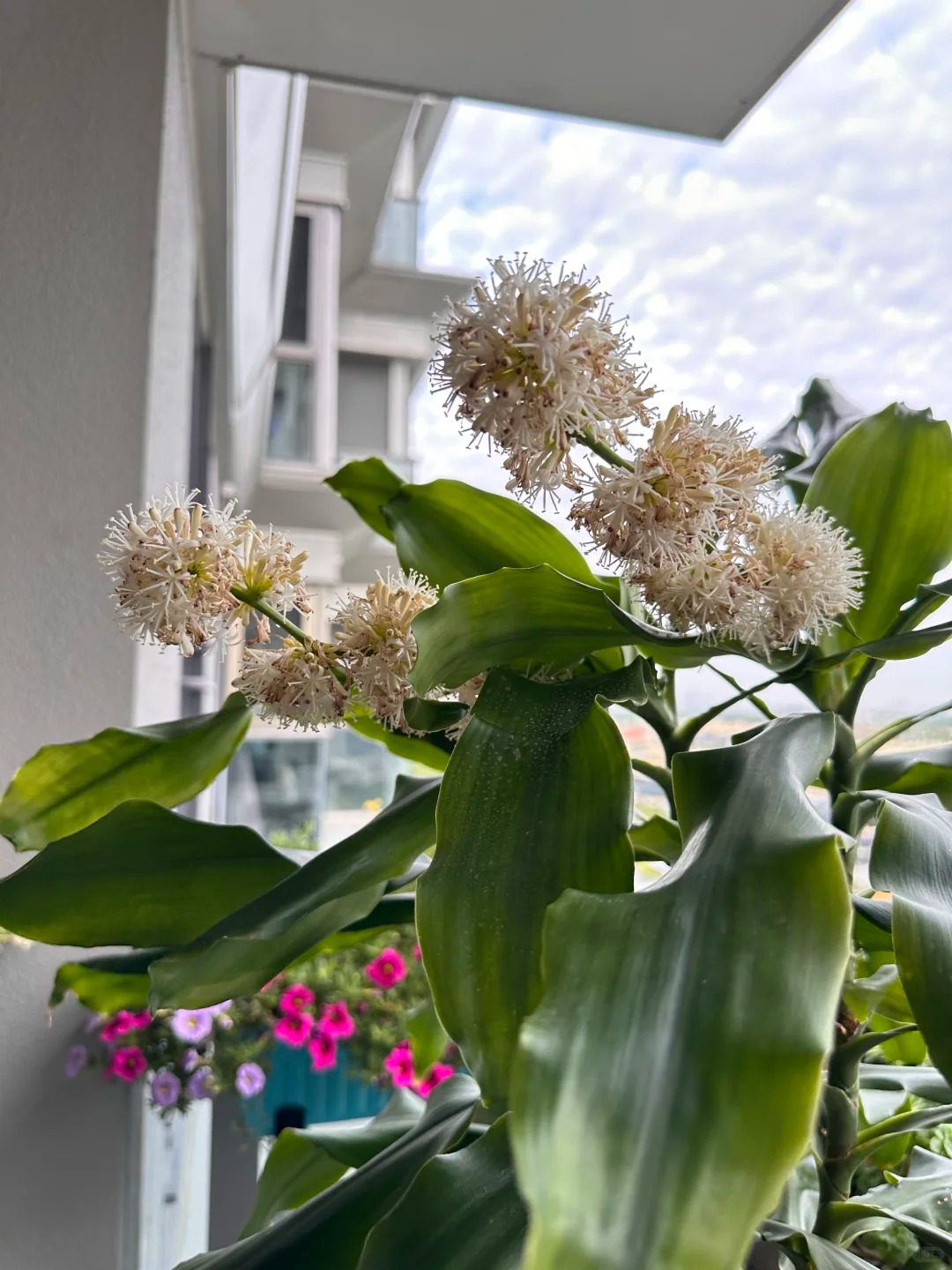 Cây thiết mộc lan nở hoa và 4 điềm báo hưng vượng cho gia chủ trong năm 2026 - Ảnh 11.