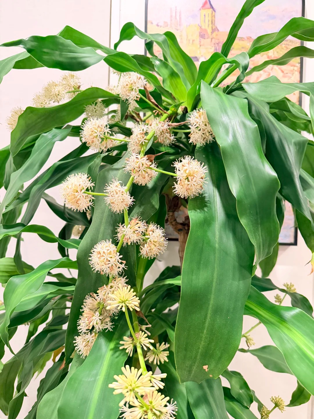 Cây thiết mộc lan nở hoa và 4 điềm báo hưng vượng cho gia chủ trong năm 2026 - Ảnh 2.