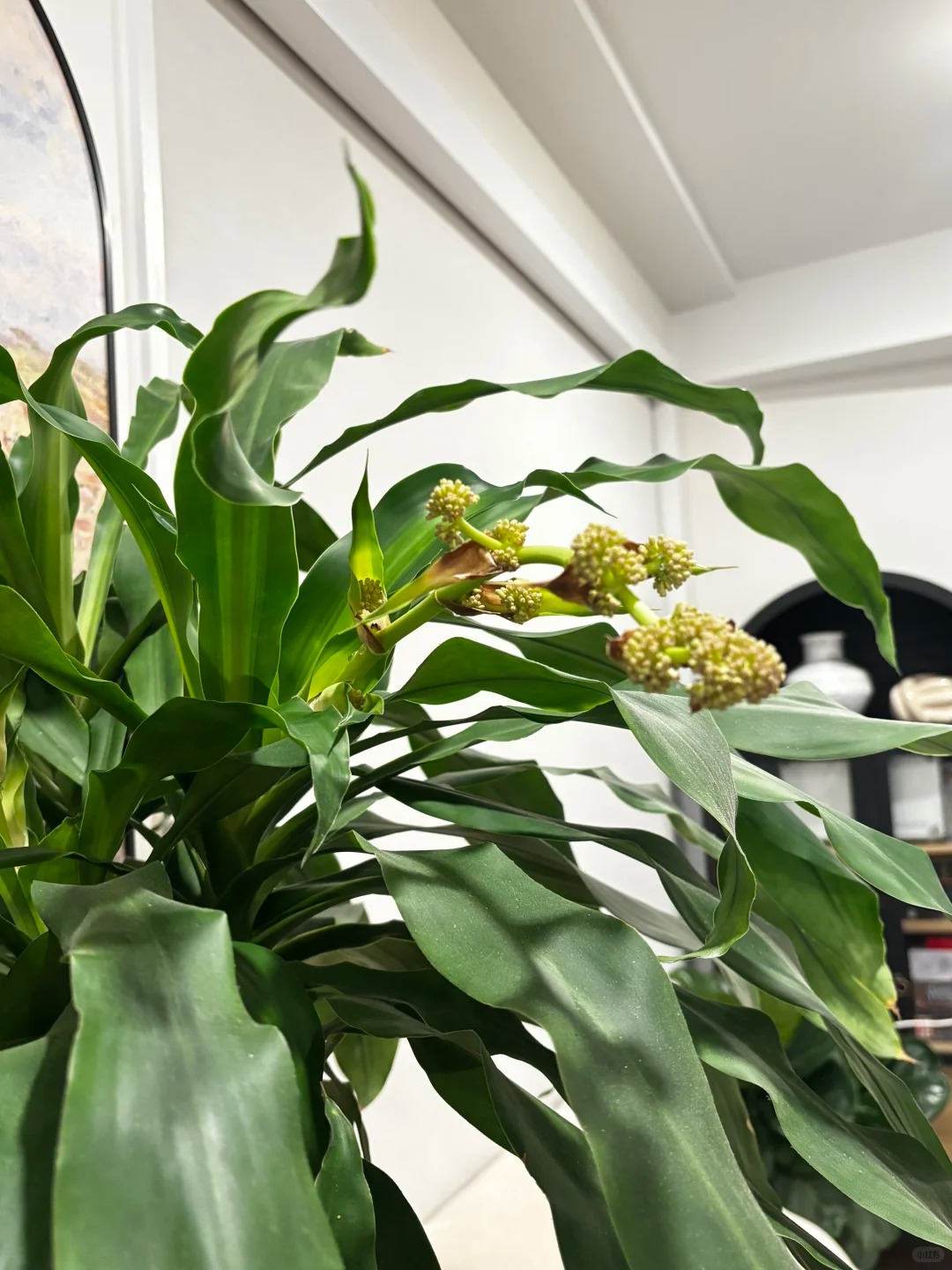 Cây thiết mộc lan nở hoa và 4 điềm báo hưng vượng cho gia chủ trong năm 2026 - Ảnh 3.