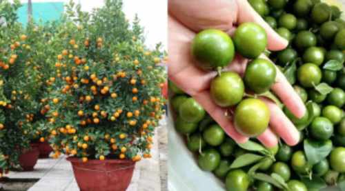 Chớ dại mà tận dụng những thứ này sau Tết kẻo ngộ độc, rước họa vào thân - Ảnh 3.