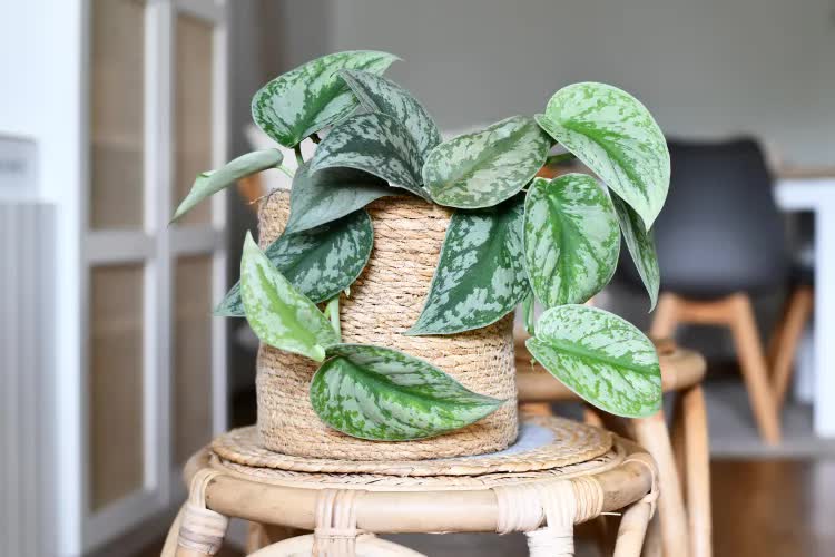 5 loại cây giúp cải thiện tâm trạng, làm bừng sáng không gian sống: Rất nên trồng trong nhà dịp đầu năm - Ảnh 3.