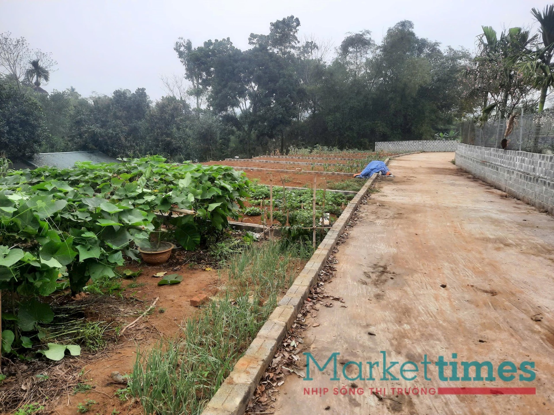 Hướng dẫn người dân phán ánh vi phạm đất đai qua đường dây nóng 2026 - Ảnh 1. Hướng dẫn người dân phán ánh vi phạm đất đai qua đường dây nóng 2026 - Ảnh 1.