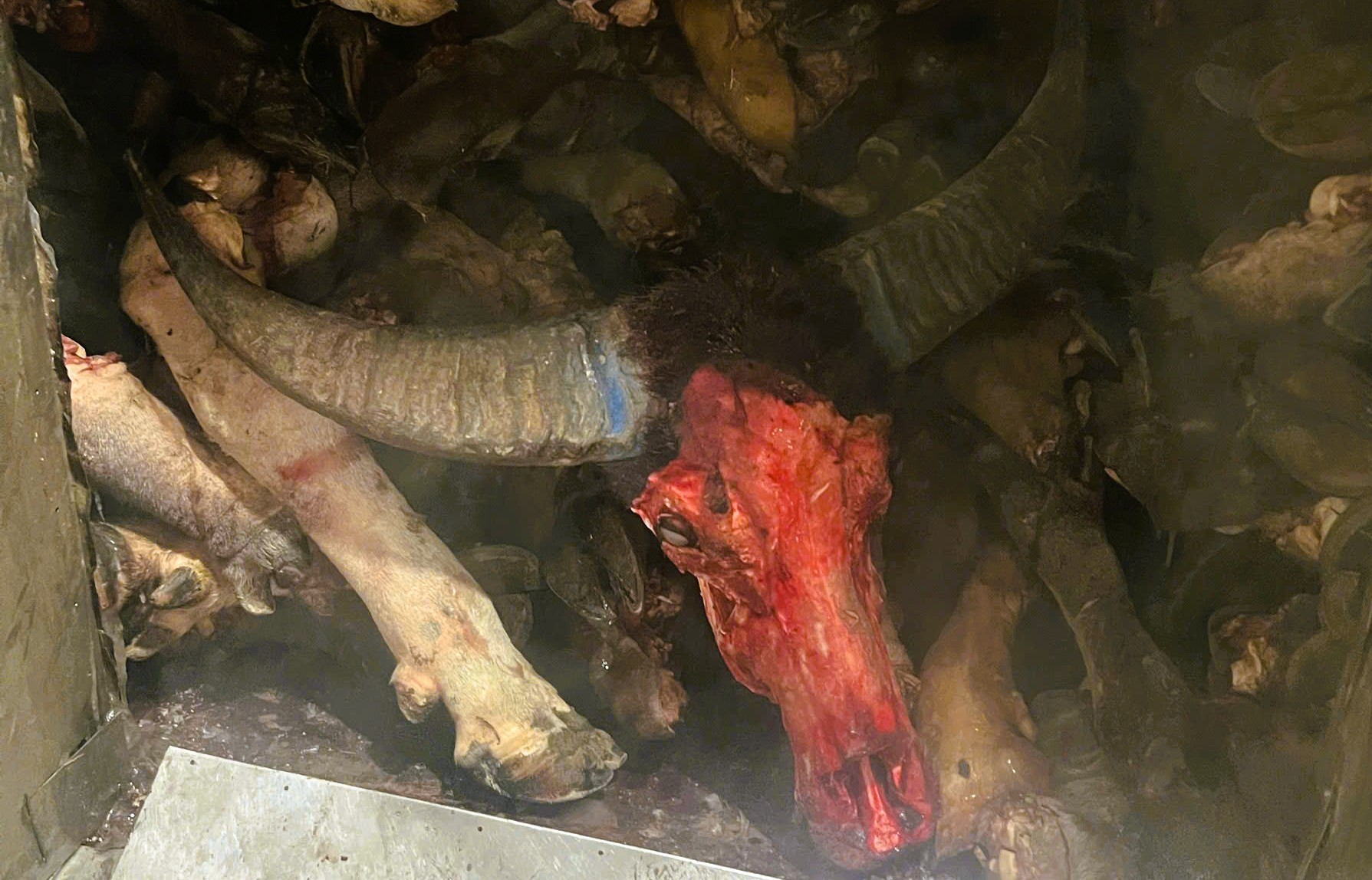 Phát hiện gần 6 tấn chân trâu, bò bốc mùi hôi thối chuẩn bị đưa ra quán nhậu - Ảnh 2.