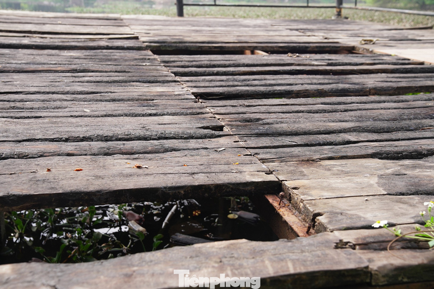 Khu sinh thái Vĩnh Hưng 15ha bỏ hoang thành bãi rác và sân pickleball - Ảnh 13. Khu sinh thái Vĩnh Hưng 15ha bỏ hoang thành bãi rác và sân pickleball - Ảnh 13.