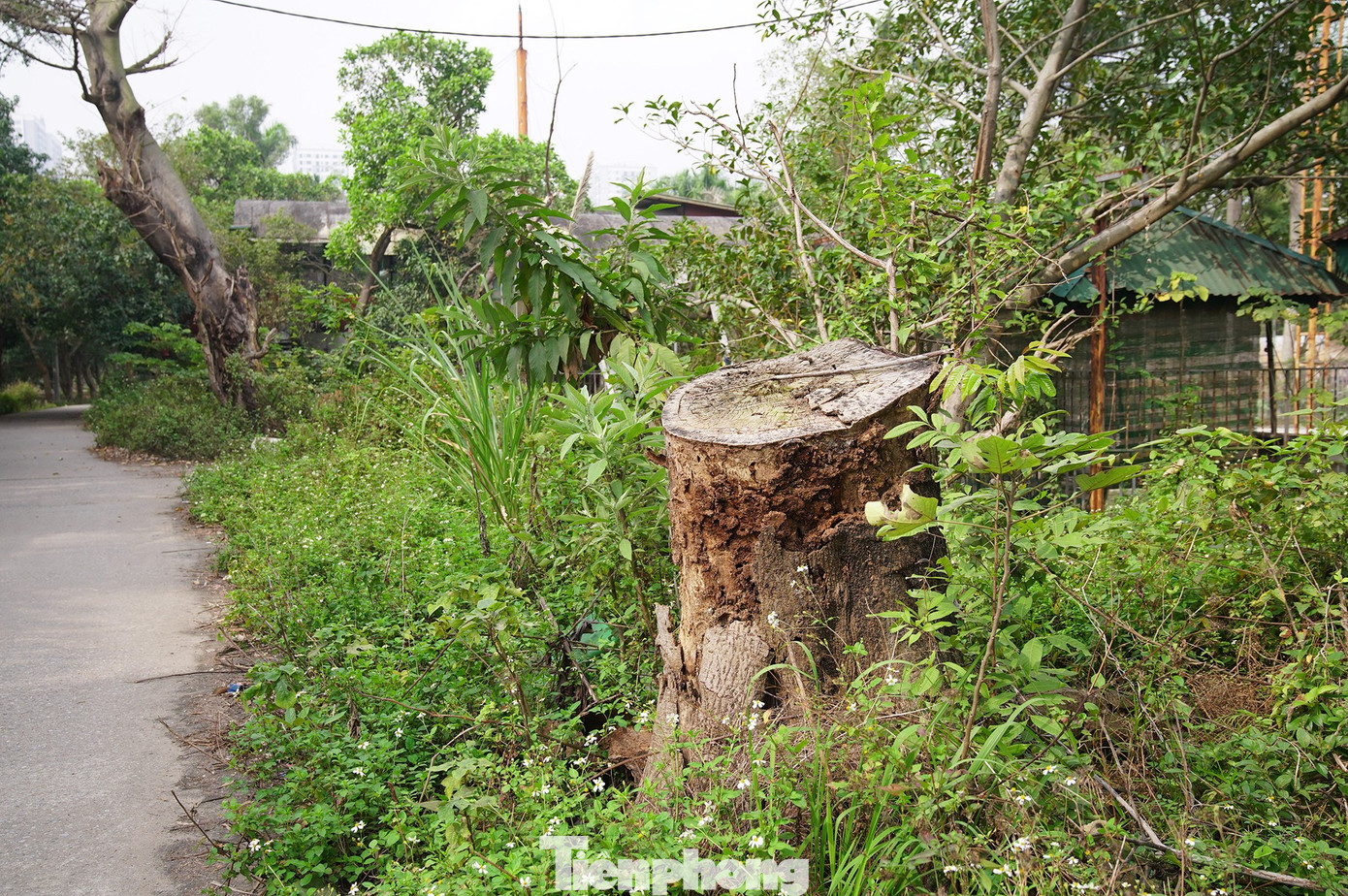 Khu sinh thái Vĩnh Hưng 15ha bỏ hoang thành bãi rác và sân pickleball - Ảnh 11. Khu sinh thái Vĩnh Hưng 15ha bỏ hoang thành bãi rác và sân pickleball - Ảnh 11.