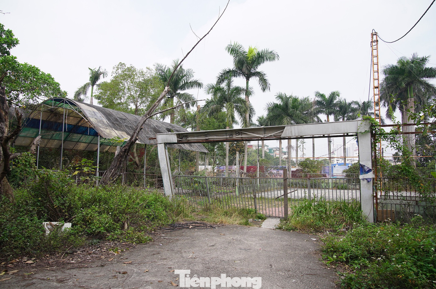 Khu sinh thái Vĩnh Hưng 15ha bỏ hoang thành bãi rác và sân pickleball - Ảnh 14. Khu sinh thái Vĩnh Hưng 15ha bỏ hoang thành bãi rác và sân pickleball - Ảnh 14.