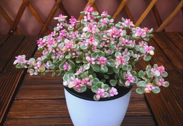 3 loại hoa trưng trong nhà năm Bính Ngọ, kích vận "mã đáo thành công - Ảnh 2.