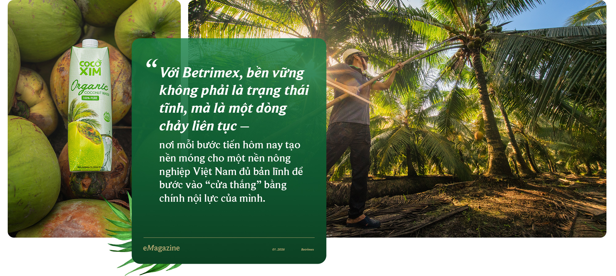 Betrimex và hành trình tái sinh vườn dừa: “Cùng 13.000 nông dân, chúng tôi đang tiến vào cửa thắng của nông nghiệp Việt” - Ảnh 10. Betrimex và hành trình tái sinh vườn dừa: “Cùng 13.000 nông dân, chúng tôi đang tiến vào cửa thắng của nông nghiệp Việt” - Ảnh 10.
