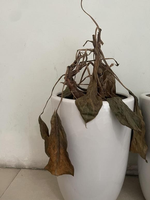 Vứt 8 món này Trước Tết để đón vận may năm mới tràn đầy năng lượng - Ảnh 5.